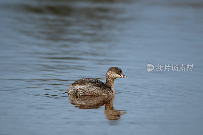 大洋洲小䴙䴘(Tachybaptus novaehollandiae - Stevografix)